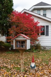 MN - Little Free Library photo from NY Times